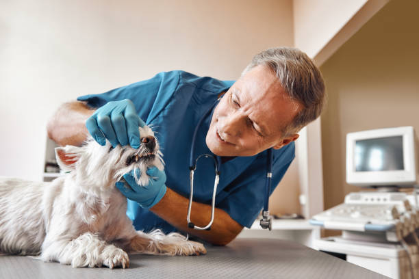Best Weekend Emergency Dentist in Moosic, PA